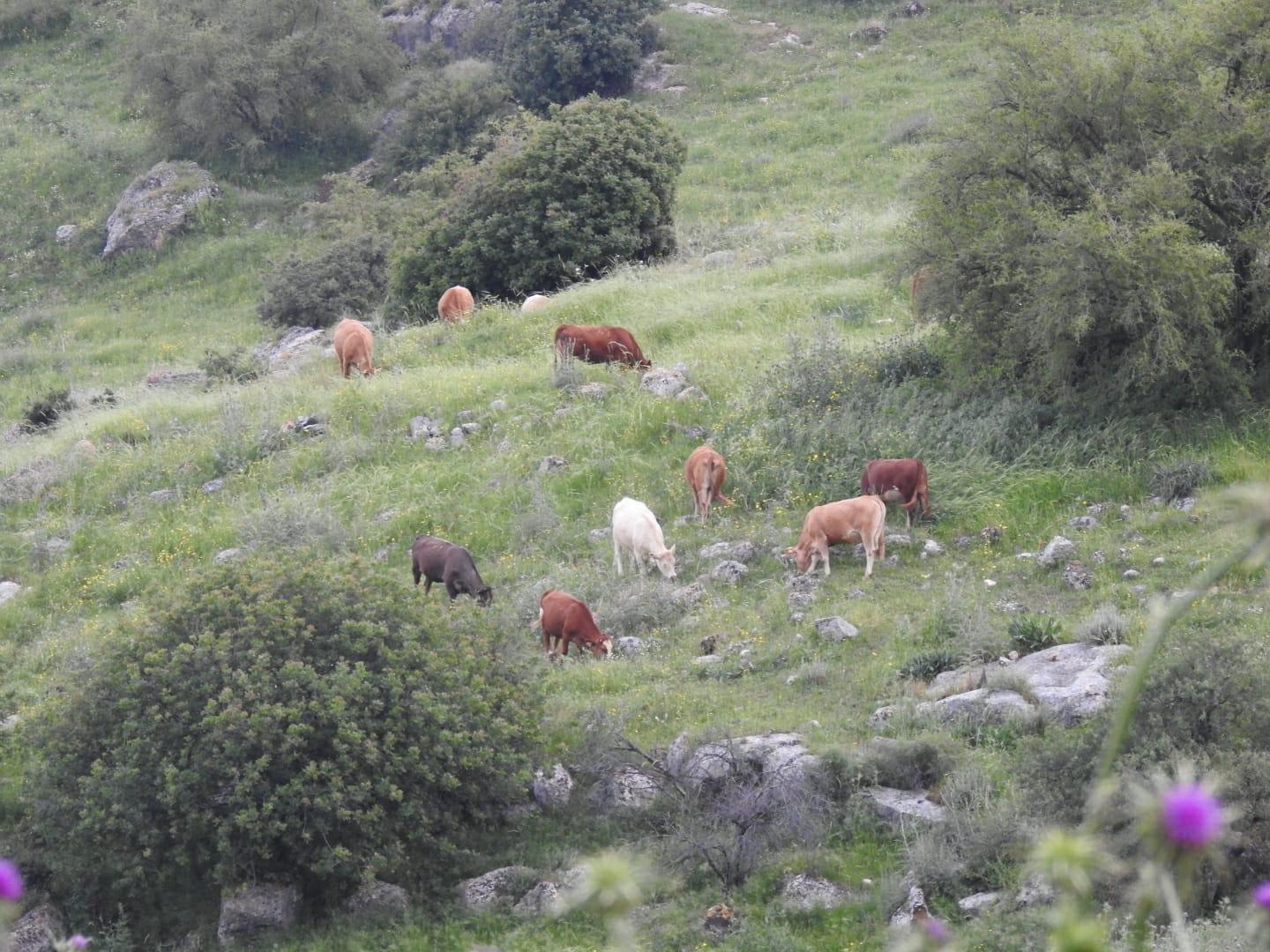 חוקוק